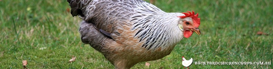 Chicken Breeds In Australia Which Chicken Is Right For You   Silver Grey Dorking Hen 