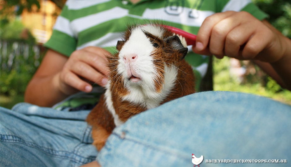 Facts You Need to Know About Owning Guinea Pigs
