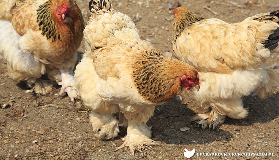 Cochin Chicken Breed Profile