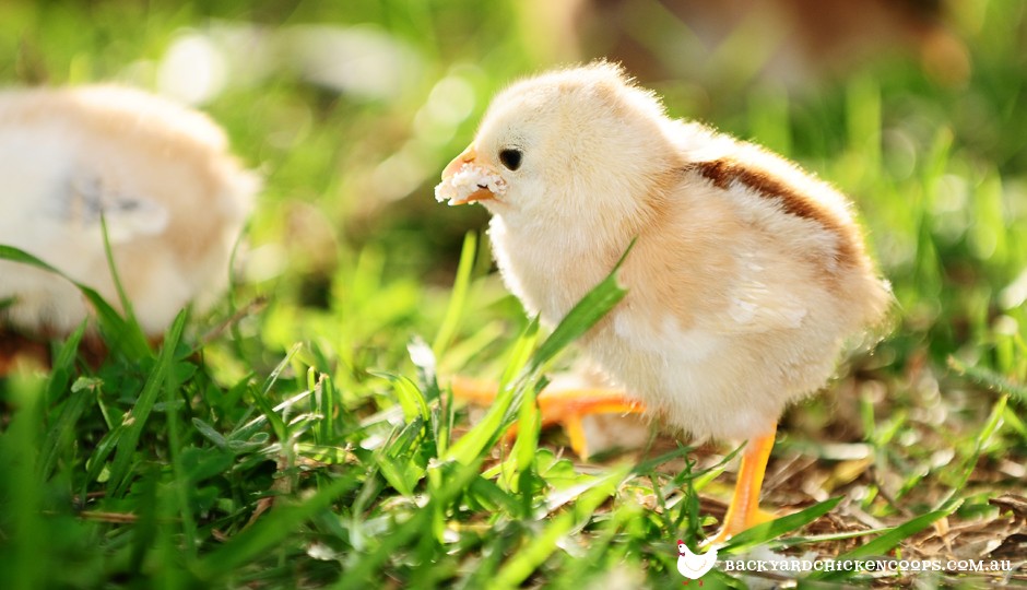 What to Feed Baby Chickens - From Day Olds to 8 Weeks