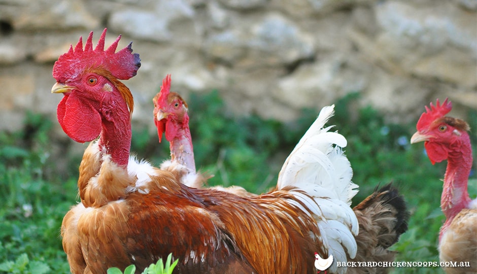 Naked Neck Chicken Breed Profile