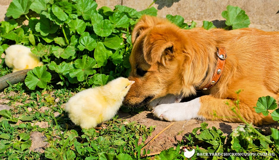 Training Your Dog To Live With Your Chickens