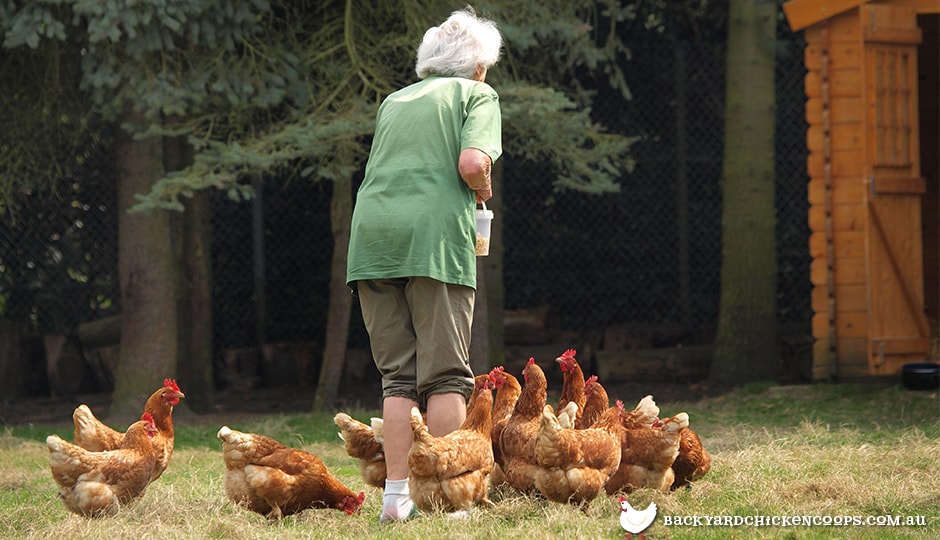 Chicken Coops Brisbane Qld ~ making a chicken coop How To Adopt an Ex-Battery Hen