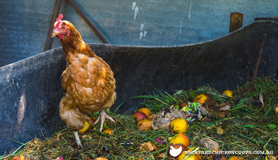 What's Better Chicken Litter Compost or Synthetic Fertilizer?