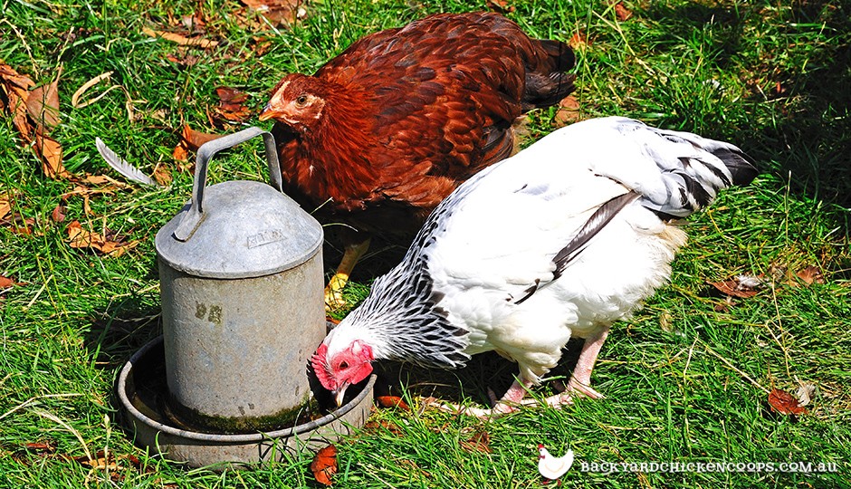 The Importance of Chicken Waterers