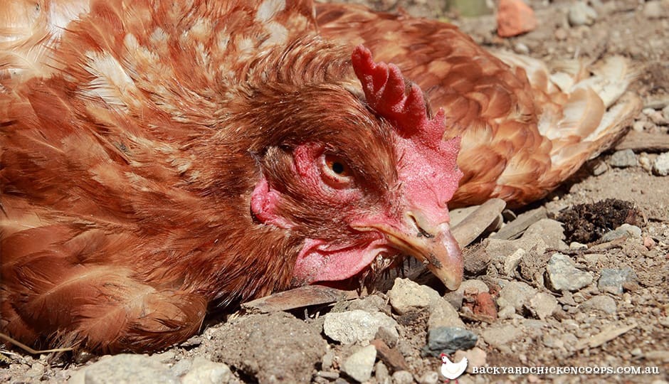 Tokeo la picha la coccidiosis chickens