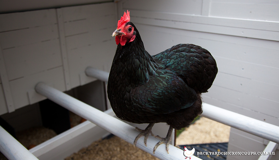 What are the best Bantam chicken breeds?
