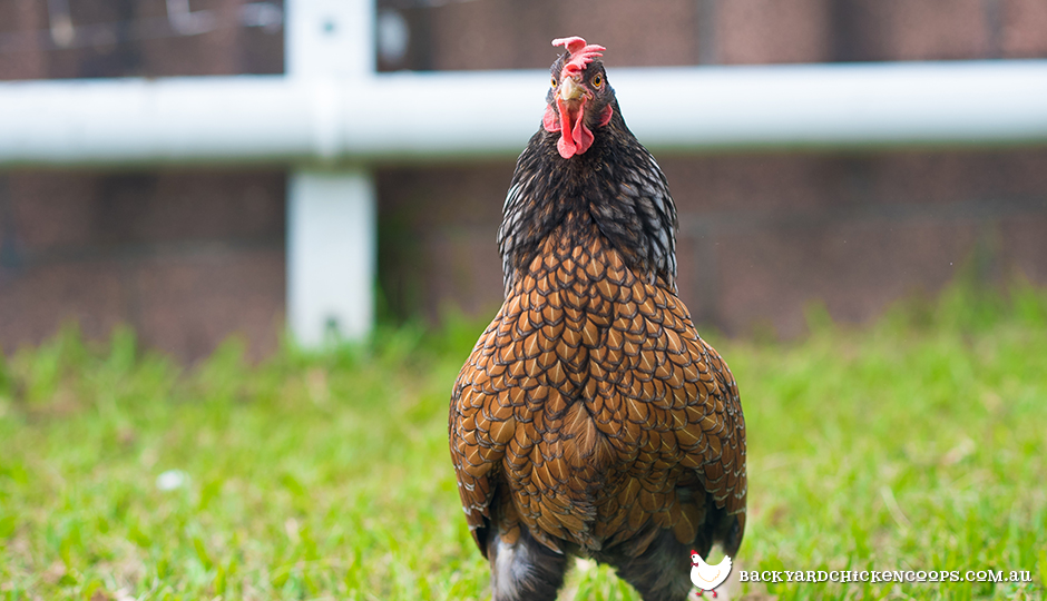 How To Stop Your Chickens Bad Habits