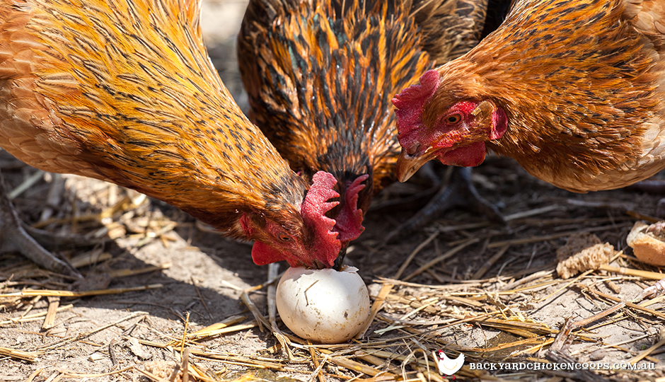 How To Stop Your Chickens Bad Habits