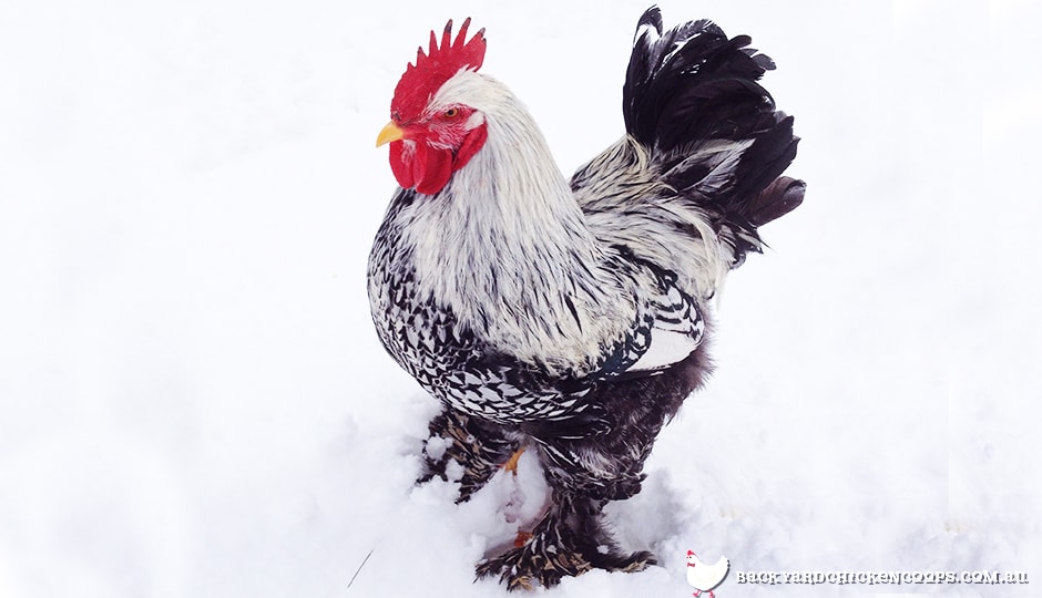 The Best Chicken Breeds For Cold Climates