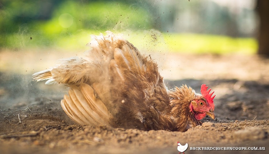 Why Do Chickens Dust Bathe?