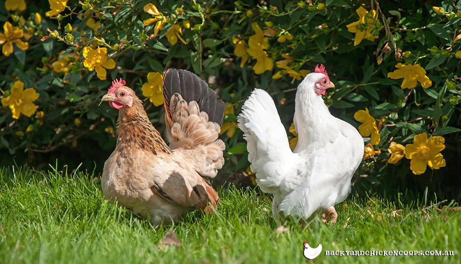 What are the best Bantam chicken breeds?