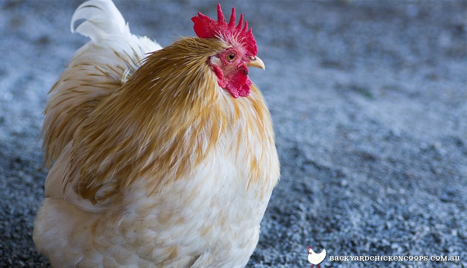 How do I help my chickens lose weight?