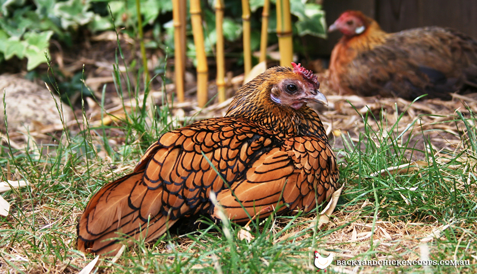 what-are-the-best-bantam-chicken-breeds