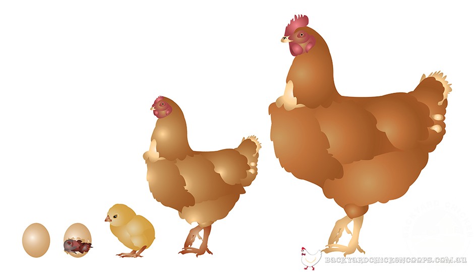 Chicken Life Cycle 