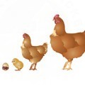 Chicken Sexing - Who Is Who?