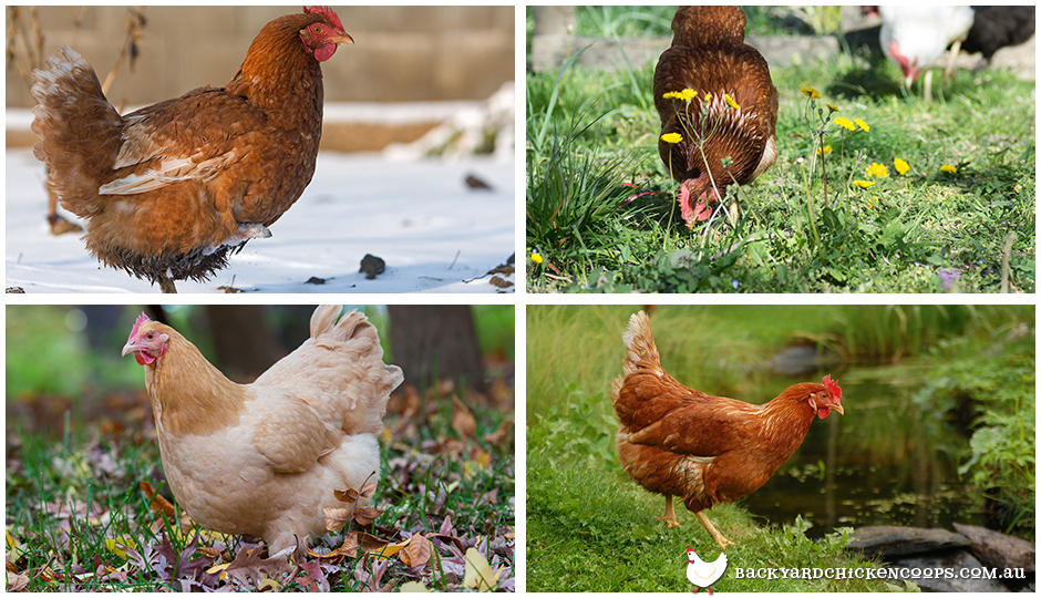 How To Look After My Chickens In Different Seasons