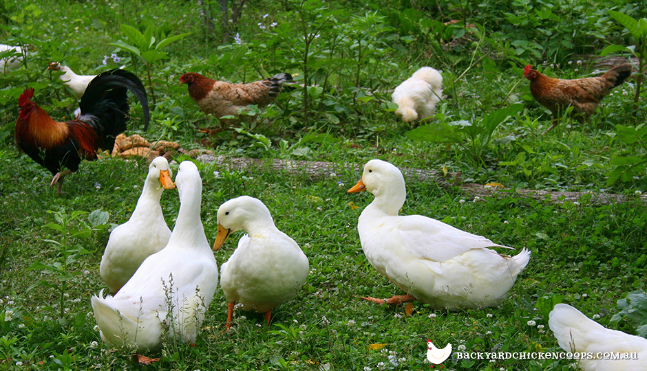 Keeping a Mixed Poultry Flock