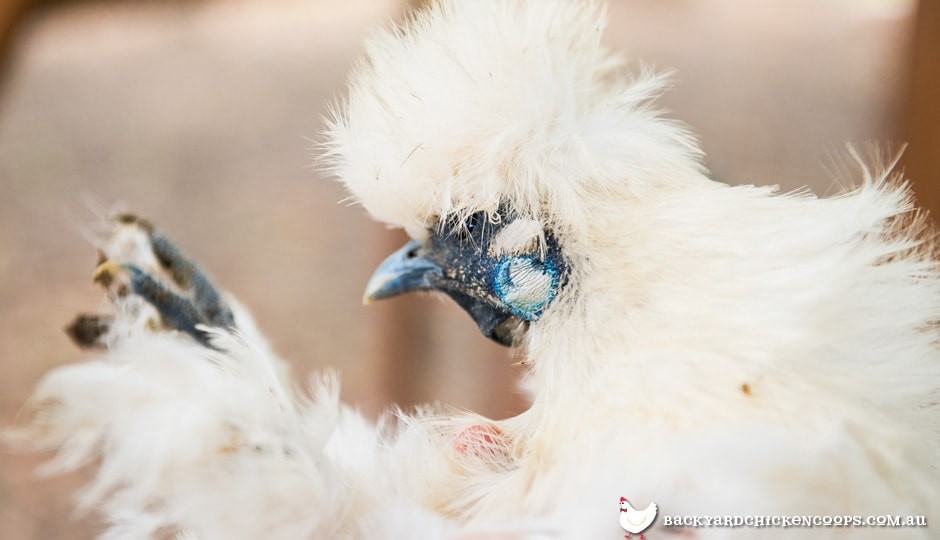 Silkie Chickens A Comprehensive Guide