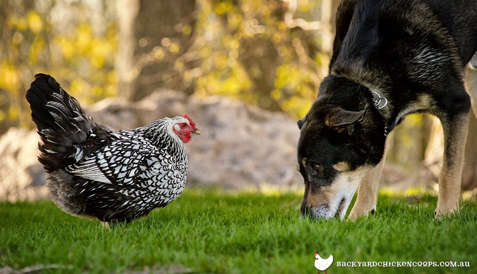 Dogs And Chickens How Dogs Can Protect Your Flock