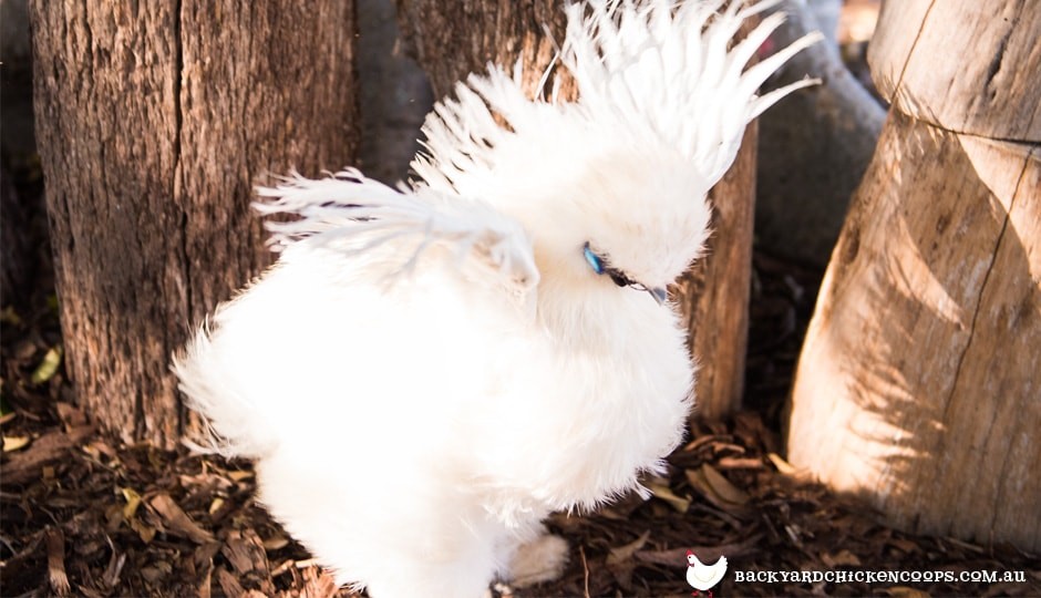 Silkie Chickens A Comprehensive Guide