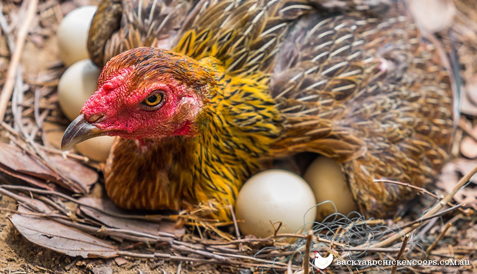 what-is-a-broody-chicken-and-how-do-i-fix-it