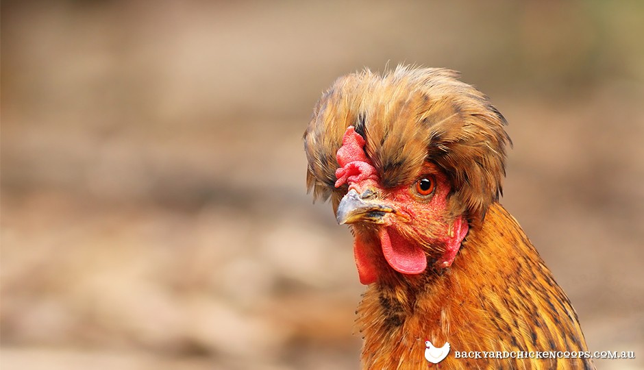 Chicken Head Anatomy