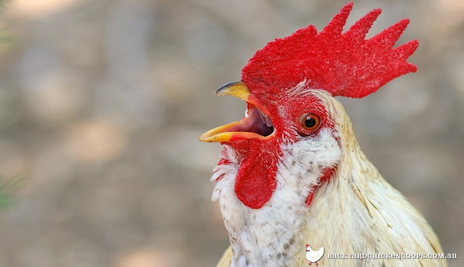 Chicken Head Anatomy