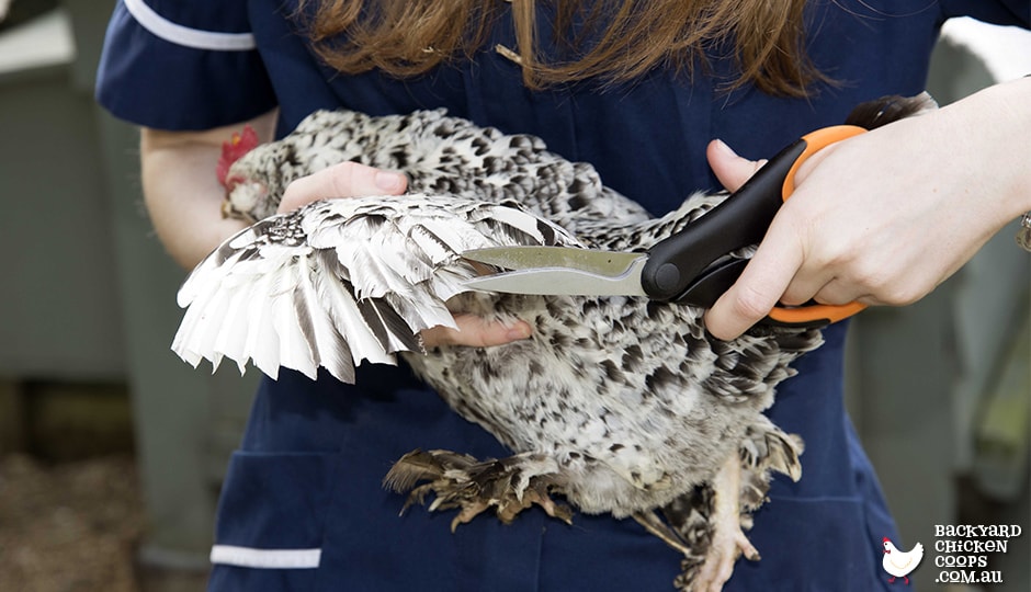 How Do I Stop My Chickens From Getting Over The Fence?