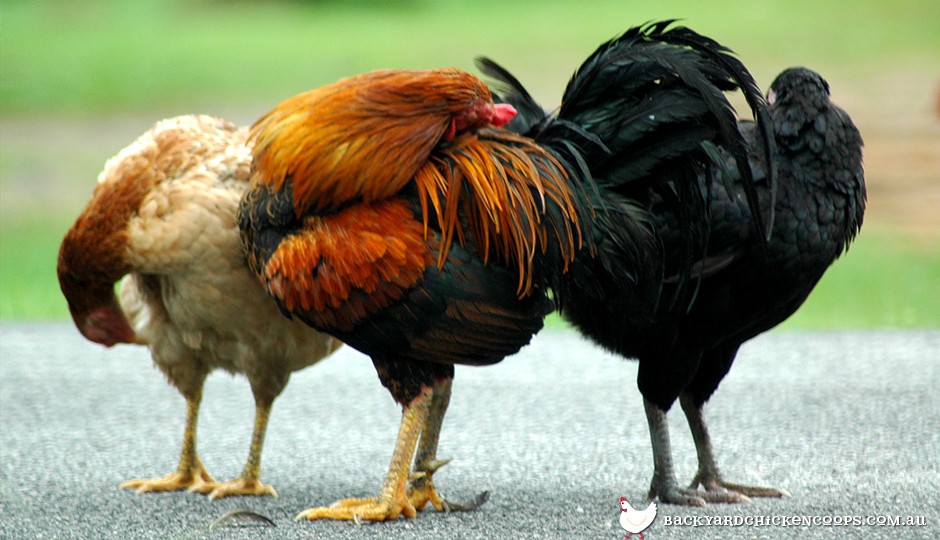 How To Treat Lice and Mites On My Chickens