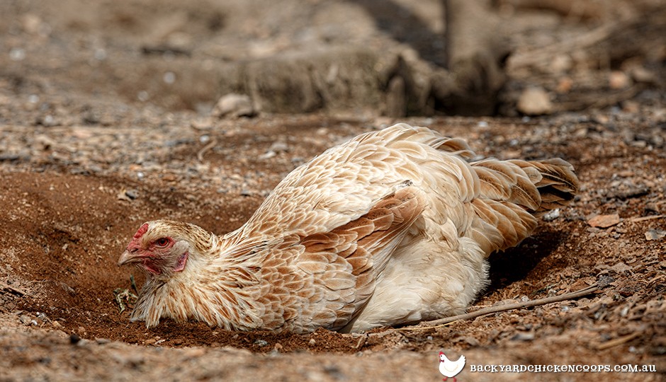 How To Treat Lice and Mites On My Chickens
