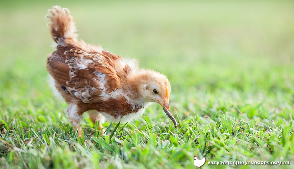 What Do Chickens Eat In The Wild?