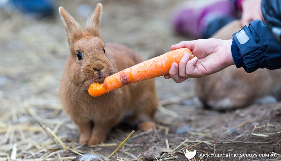 General Pet Care Tips For Rabbits