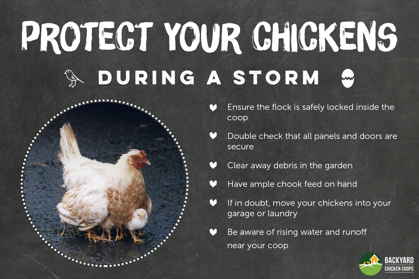Protecting Your Chickens From A Storm