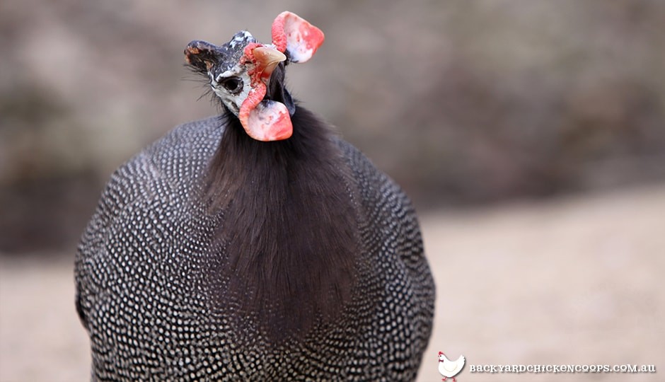 A Curious Chook Enthusiast's Guide To Guinea Fowl