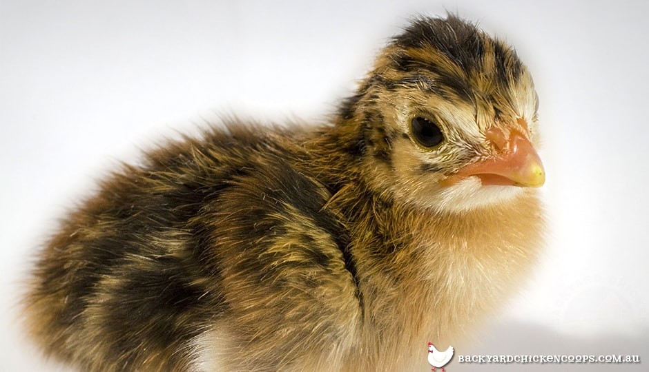 6 Essential Things You Need To Know About Raising Guinea Fowl Keets