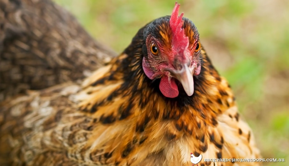 Best Crops For Chickens at Lear blog