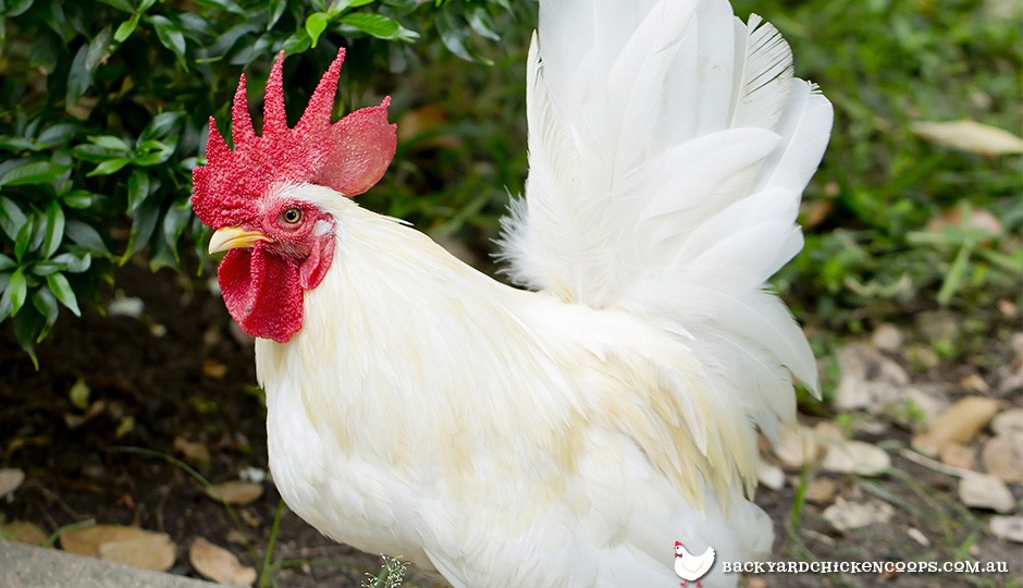 Top 5 Best Bantam Chickens For Egg Laying Chicken Houses