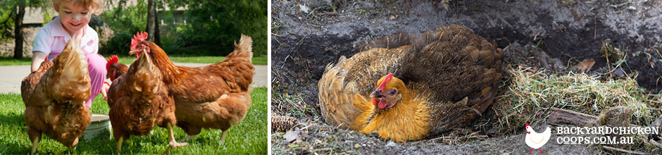Diatomaceous Earth: A Natural Remedy For Troubled Chickens