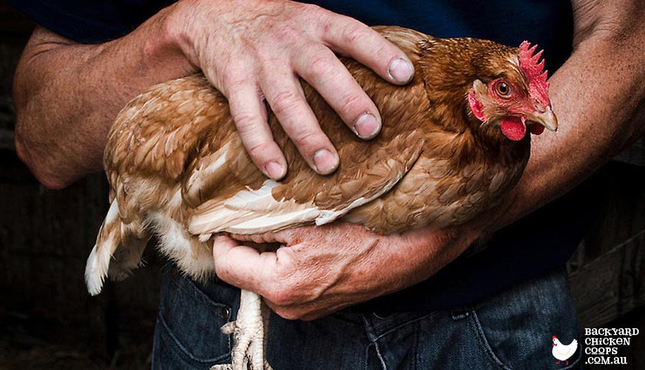 A Chicken Lovers Guide To Defeating Worms