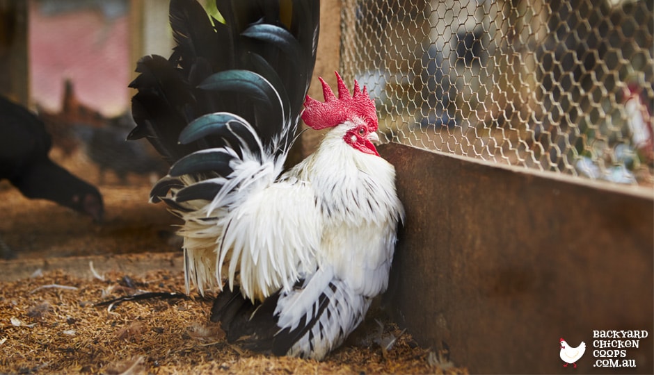 Three Cheers for Cleanliness! Keeping Your Chicken Coop Clean