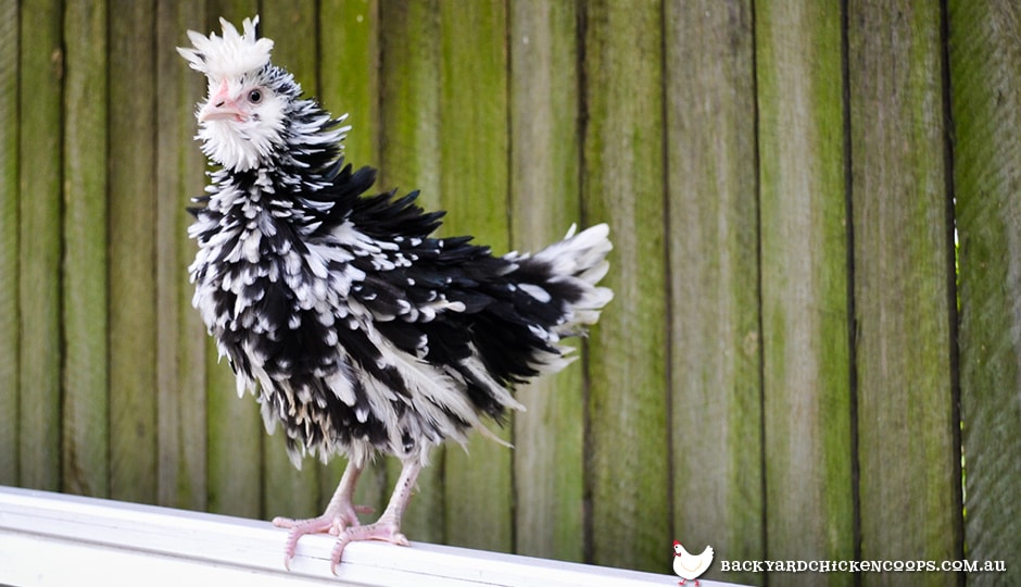 5 Reasons To Love Frizzle Chickens.