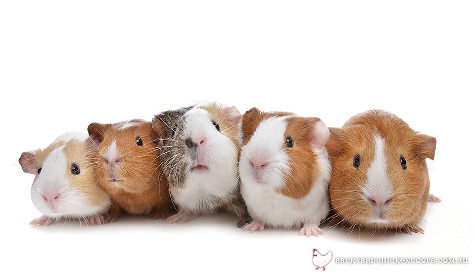 A Guide to Guinea Pig Behaviour