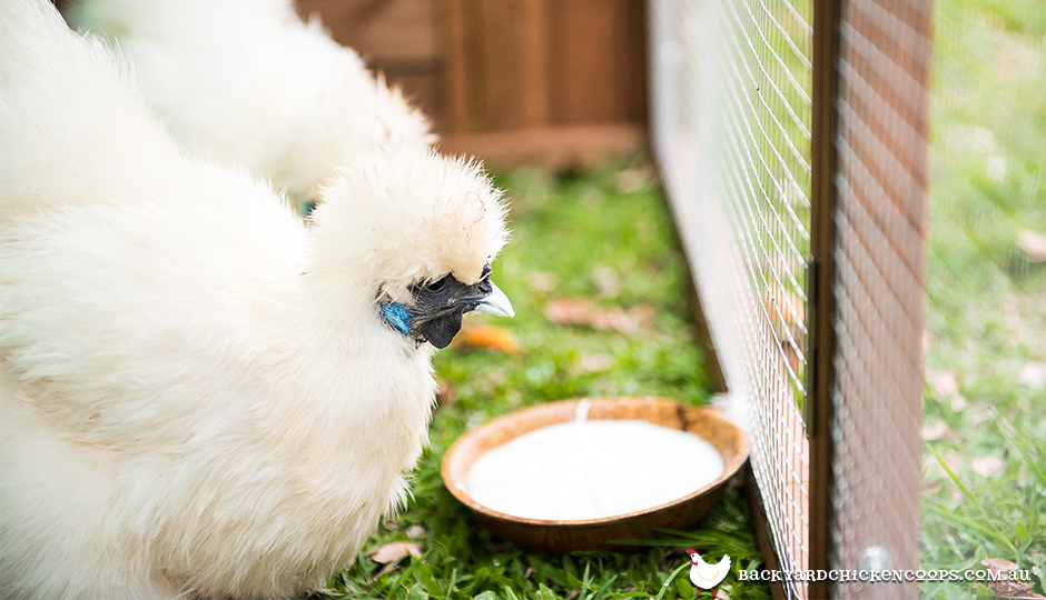 What to Add to Your Chicken Feed