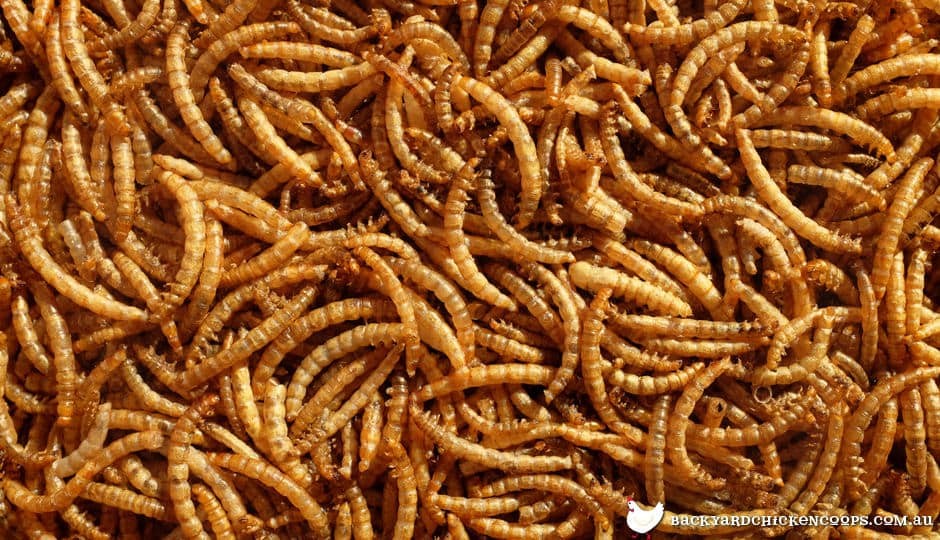 7 Reasons Why You Should Feed Your Chickens Mealworms