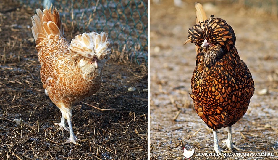 5 Reasons To Love Polish Chickens