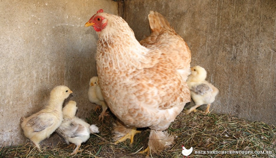 5 Reasons To Love Faverolles Chickens