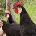 101 Reasons We Love Our Chooks