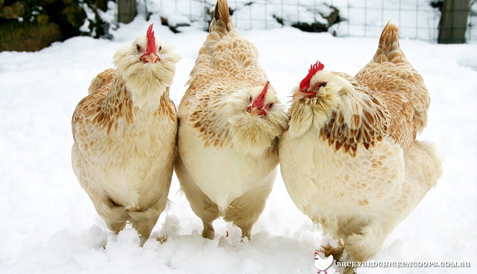 5 Reasons To Love Faverolles Chickens