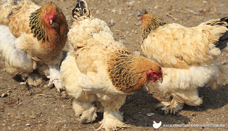 Top 20 Chicken Breeds for your Backyard Coop